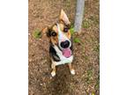 Adopt Moe Cowbell a Shepherd, Mixed Breed