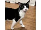 Adopt Greg a Domestic Short Hair