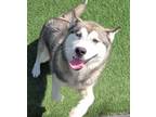 Adopt Neville a Husky