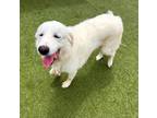 Adopt Poochie a Great Pyrenees