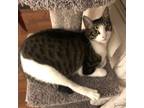 Adopt Mikey #he-eats-anything a Tabby, Domestic Short Hair