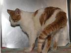 Salted Caramel (Bonded Pair) Domestic Shorthair Young Male