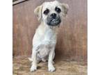 Adopt Pugsley a Terrier, Pug