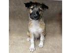 Adopt Raptor a Mixed Breed