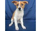 Adopt Ford a Mixed Breed