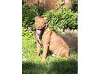 Adopt MAX a Pit Bull Terrier, Mixed Breed
