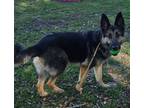 Adopt KING a German Shepherd Dog, Mixed Breed
