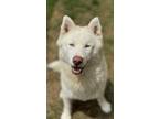 Adopt Ghost a Husky, Mixed Breed