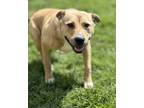 Adopt Django a Pit Bull Terrier, Mixed Breed