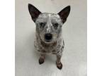 Adopt Simba a Cattle Dog, Mixed Breed