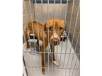 Adopt Boomer a Pit Bull Terrier, Mixed Breed