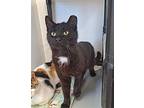 Ceasar Domestic Shorthair Young Male