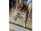 Adopt Blue a Cattle Dog, Mixed Breed
