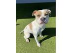 Adopt Professor Pericles a Pit Bull Terrier, Mixed Breed