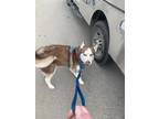 Adopt Taz a Siberian Husky, Mixed Breed