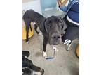 Adopt Rexx a Great Dane, Mixed Breed
