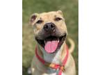 Adopt Adventure a Pit Bull Terrier, Mixed Breed