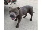 Adopt 55784611 a Staffordshire Bull Terrier, Mixed Breed