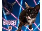Bridget Domestic Shorthair Kitten Female