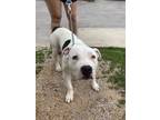 Adopt 55788116 a Pit Bull Terrier, Mixed Breed