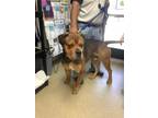 Adopt Prince a Rottweiler, German Shepherd Dog