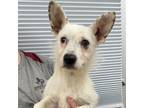 Adopt Harry Potter a Parson Russell Terrier, Mixed Breed