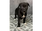 Adopt Barret a Terrier, Mixed Breed
