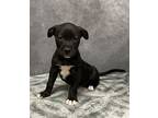 Adopt Vincent a Terrier, Mixed Breed