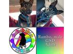 Rambo German Shepherd Dog Adult Male