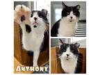 Anthony Domestic Shorthair Adult Male