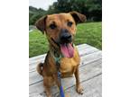 Adopt Ace a Shepherd, Mixed Breed