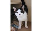Chance Domestic Shorthair Adult Male