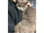 Purdy Domestic Shorthair Young Female