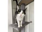 Brie Domestic Shorthair Young Female