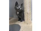 Celestial Domestic Shorthair Kitten Female