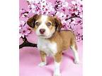 PUPPY NADIA Australian Shepherd Puppy Female