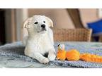 sophi Labrador Retriever Puppy Female