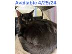 Adopt Cat Condo #20 a Domestic Short Hair