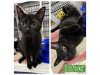Jake Domestic Shorthair Young Male