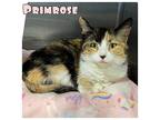 Primrose Domestic Shorthair Young Female