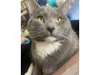 Adopt JACK a Domestic Short Hair