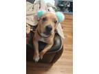 Adopt SCRAPPY DOO a American Staffordshire Terrier, Mixed Breed
