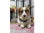 Adopt Merlin a Cardigan Welsh Corgi