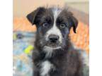 Adopt Bowser a Terrier