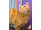 Adopt Barley a Domestic Short Hair