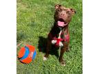 Adopt Reese a Pit Bull Terrier