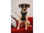 Adopt Buddy a Parson Russell Terrier, Beagle