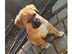 Buster Mixed Breed (Medium) Puppy Male