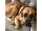 Adopt 2404-1133 Simba (Off Site Foster) a Great Dane