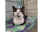 Adopt Sterling Archer a Domestic Short Hair